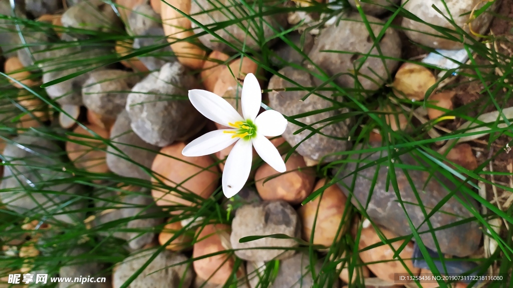 白色花草