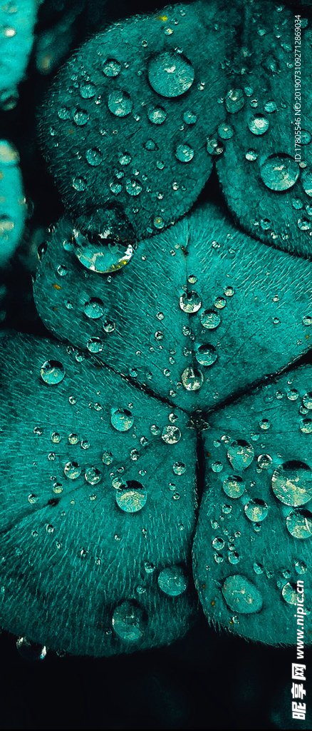 白露海报 白露素材 白露节气