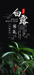 白露海报 白露素材 白露节气