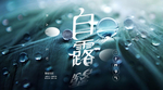 白露海报 白露素材 白露节气