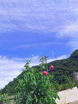 大丽花