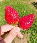 草莓JPG