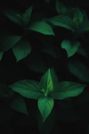 背景图