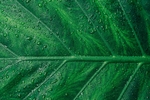 背景图