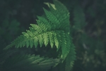 背景图