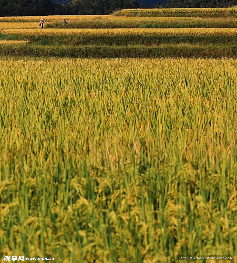 田野