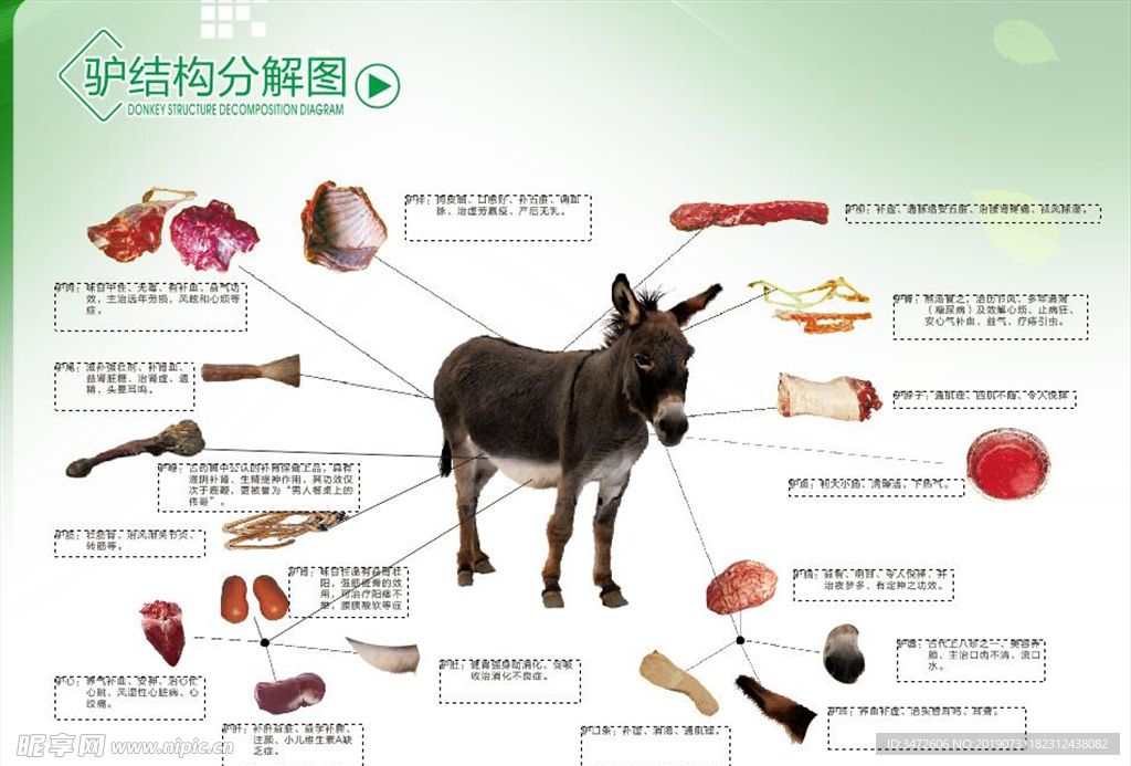 驴肉全身分解图图片