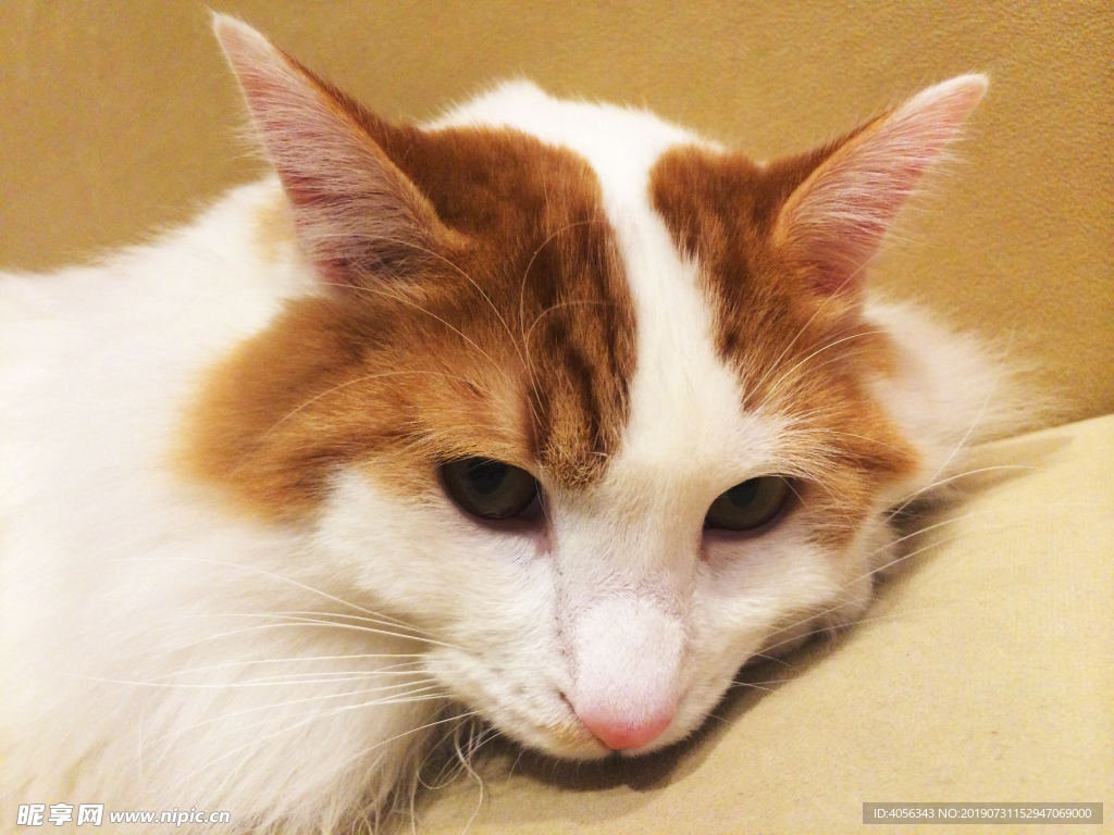 猫咪