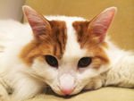 猫咪