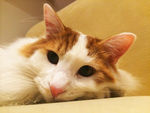 猫咪