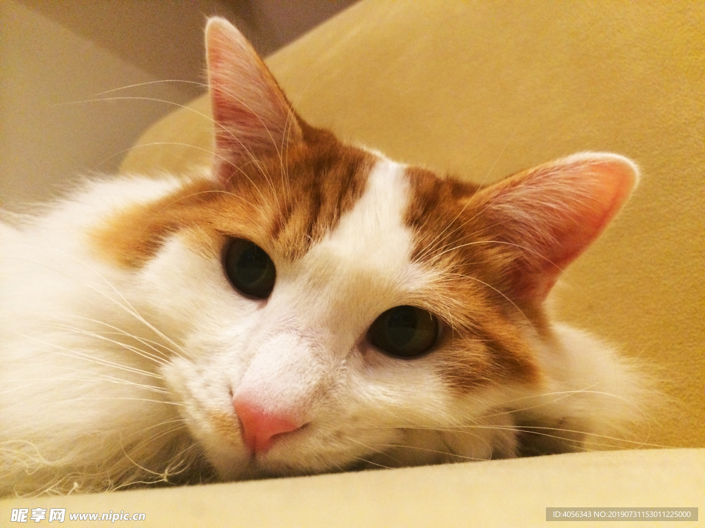猫咪