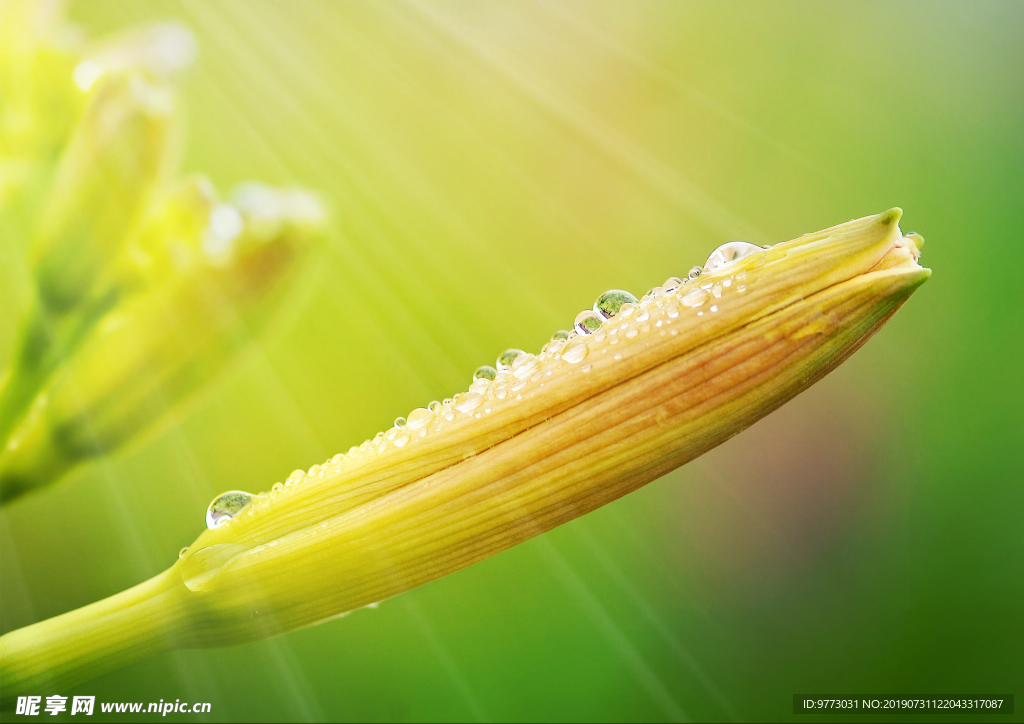 黄花菜