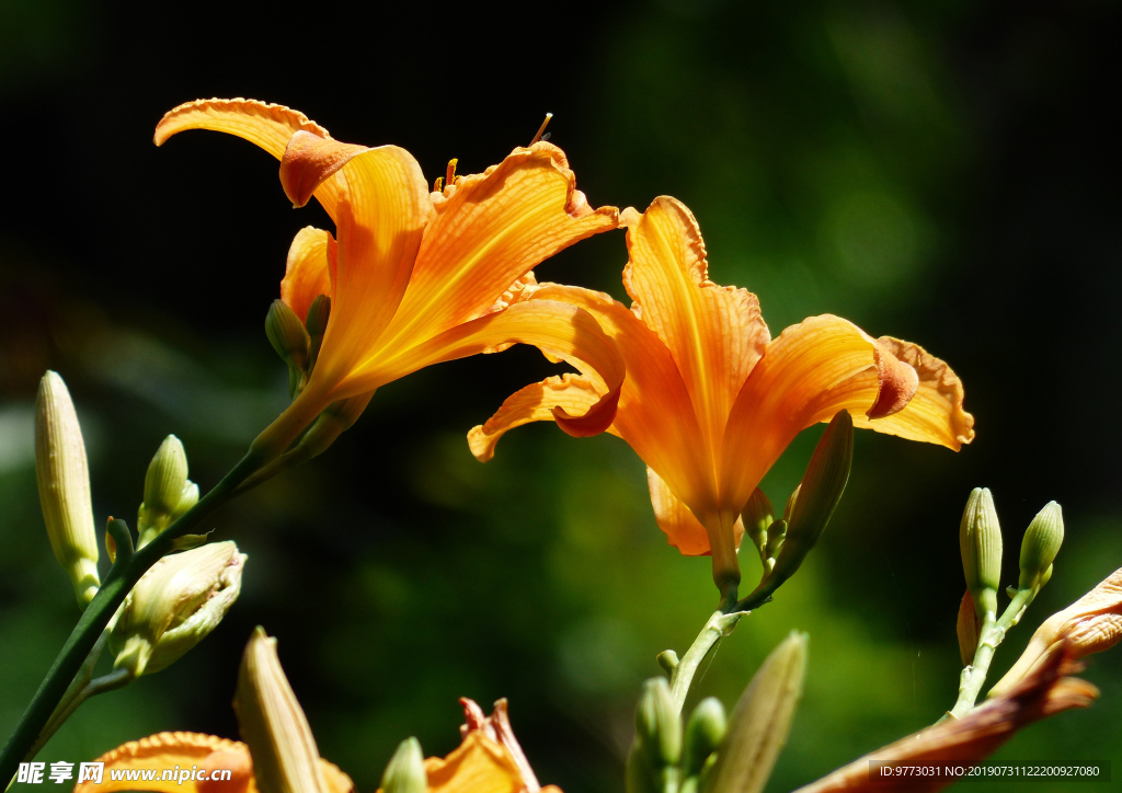 黄花菜