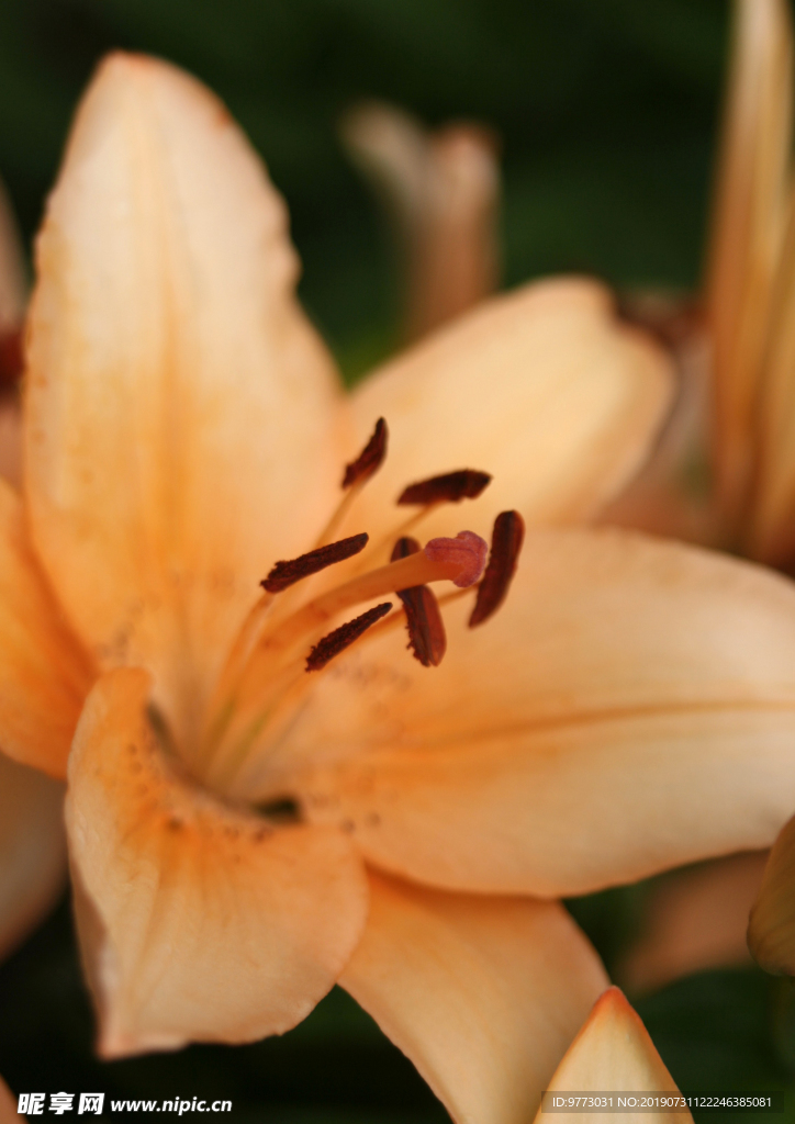 黄花菜