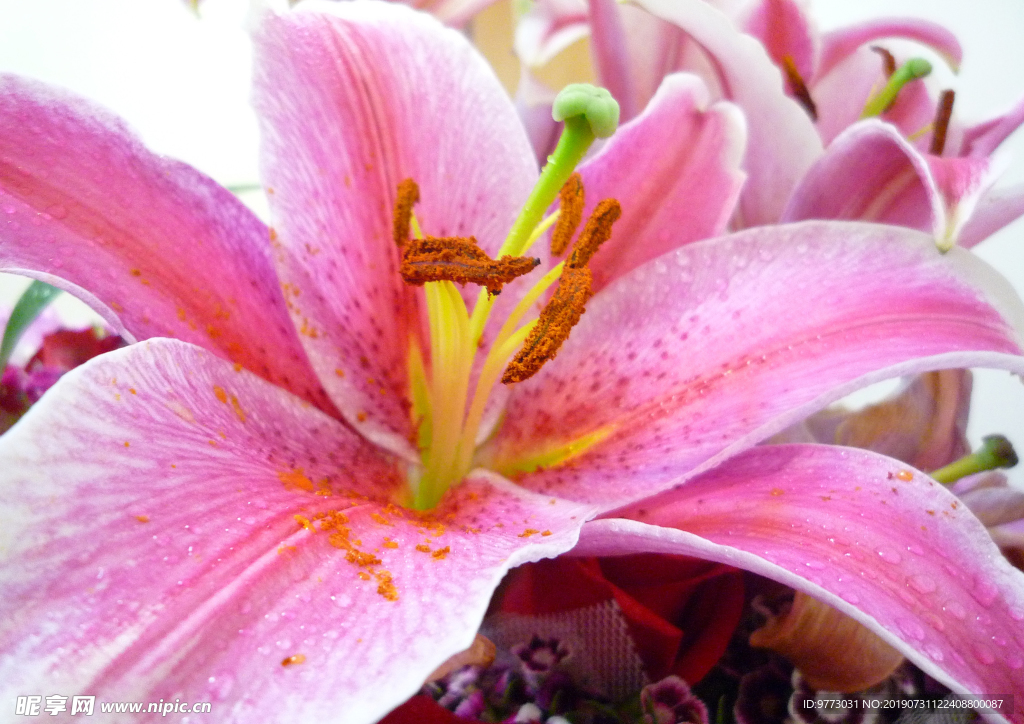 黄花菜