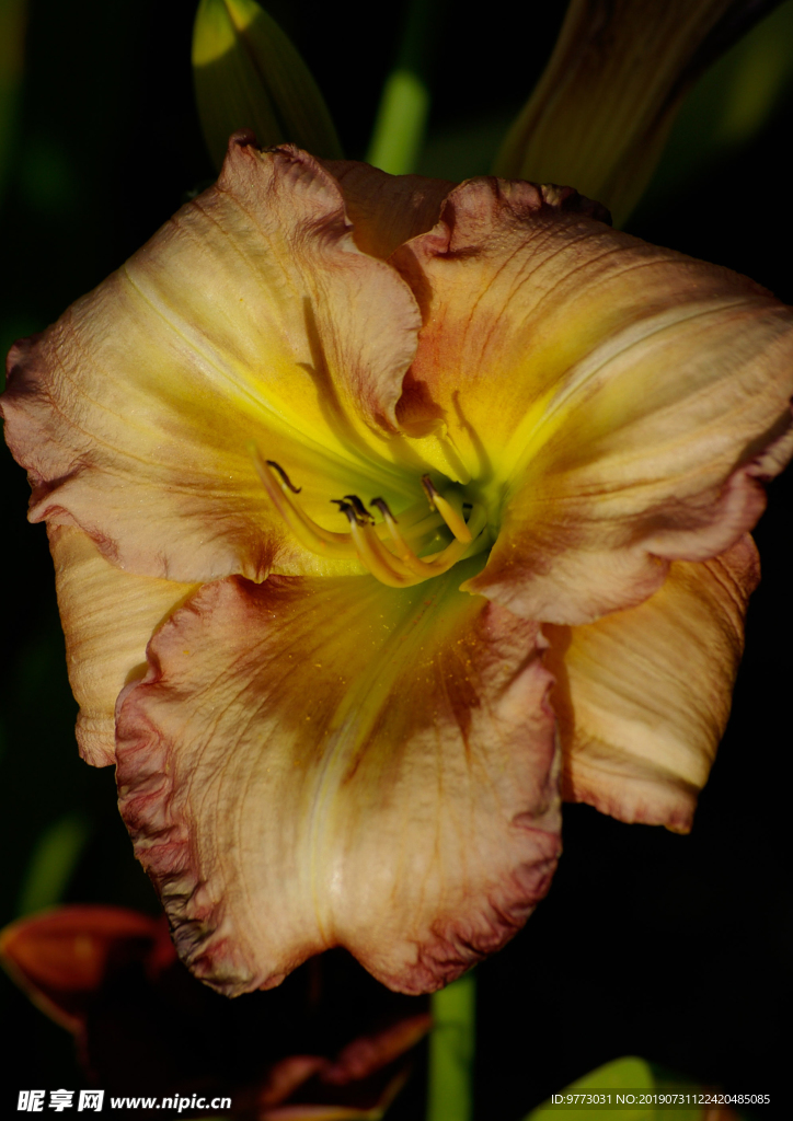 黄花菜