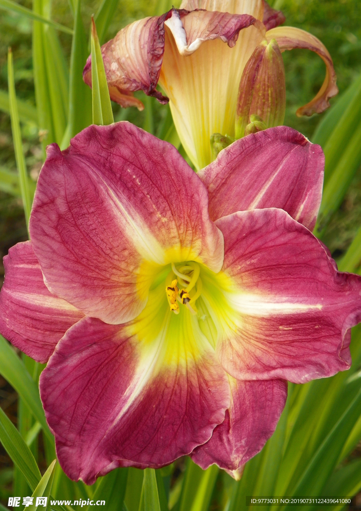 黄花菜