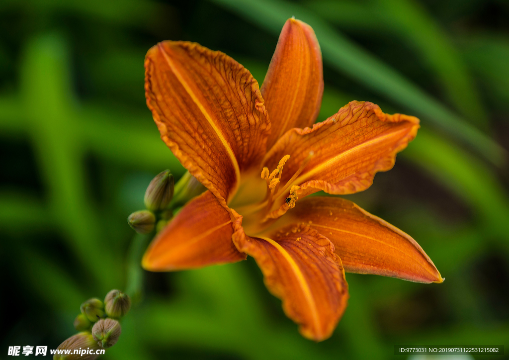 黄花菜