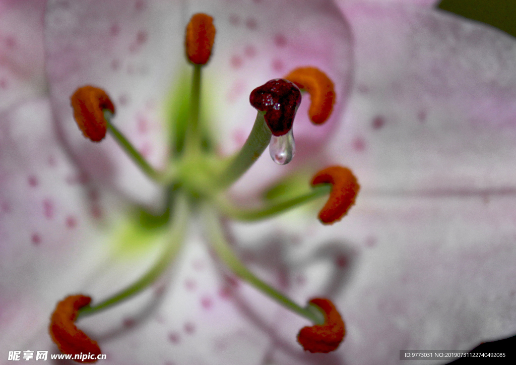 黄花菜
