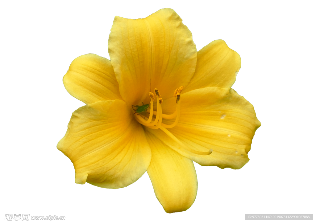 黄花菜