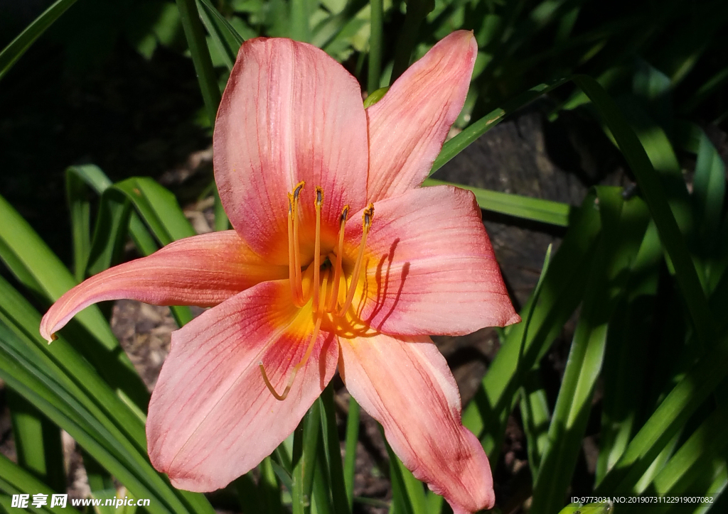 黄花菜