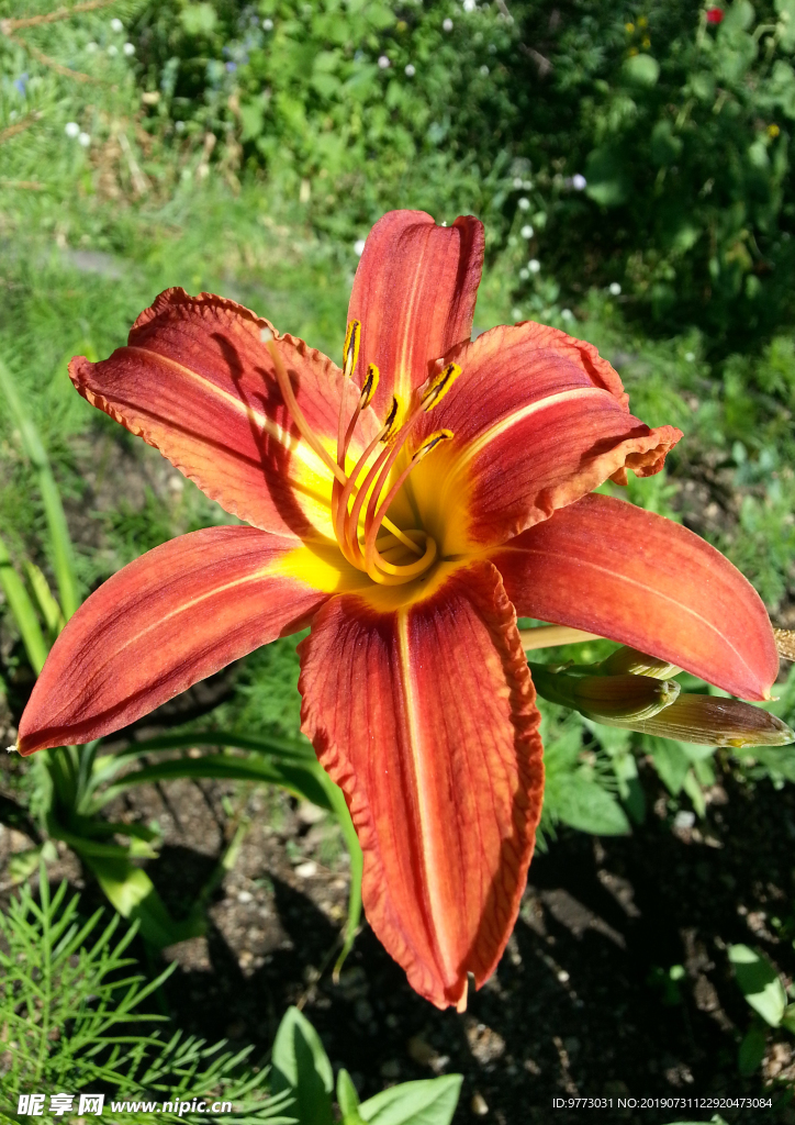黄花菜