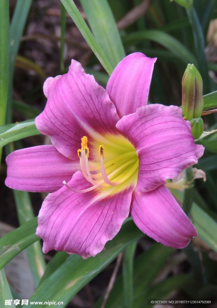 黄花菜