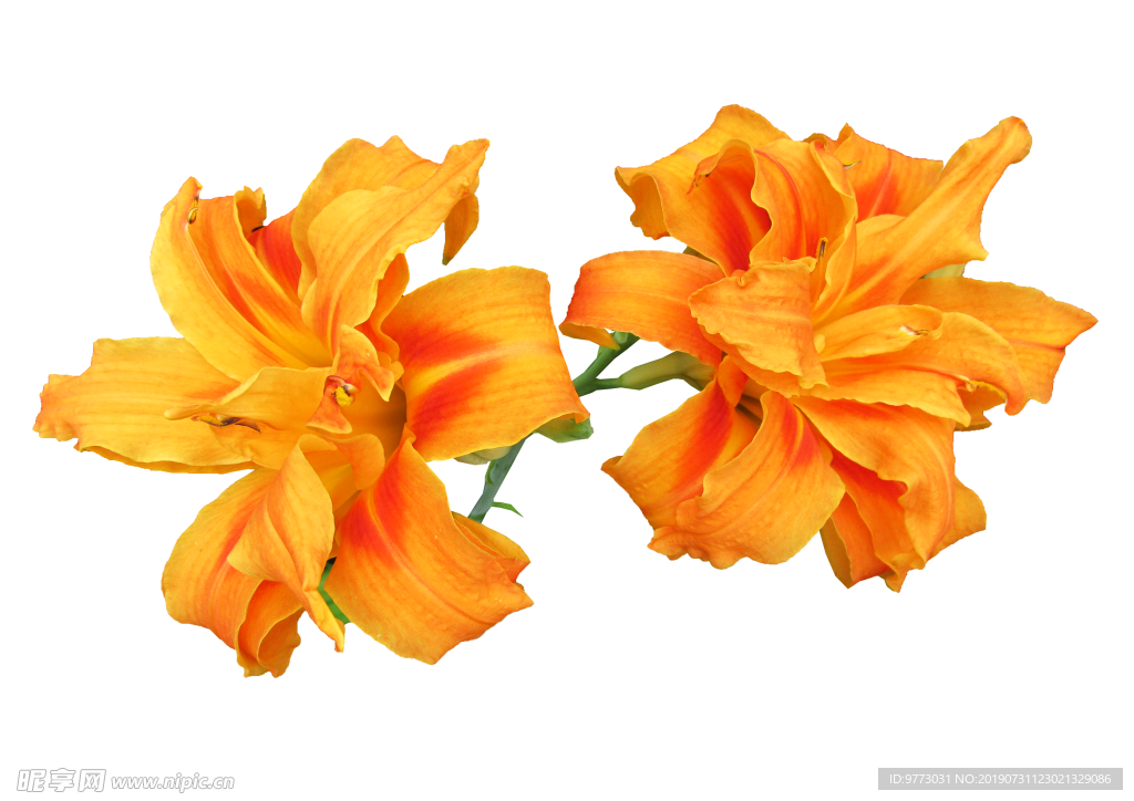 黄花菜