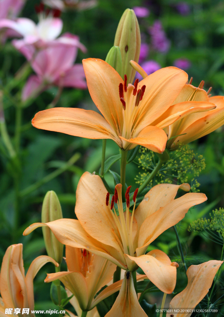 黄花菜