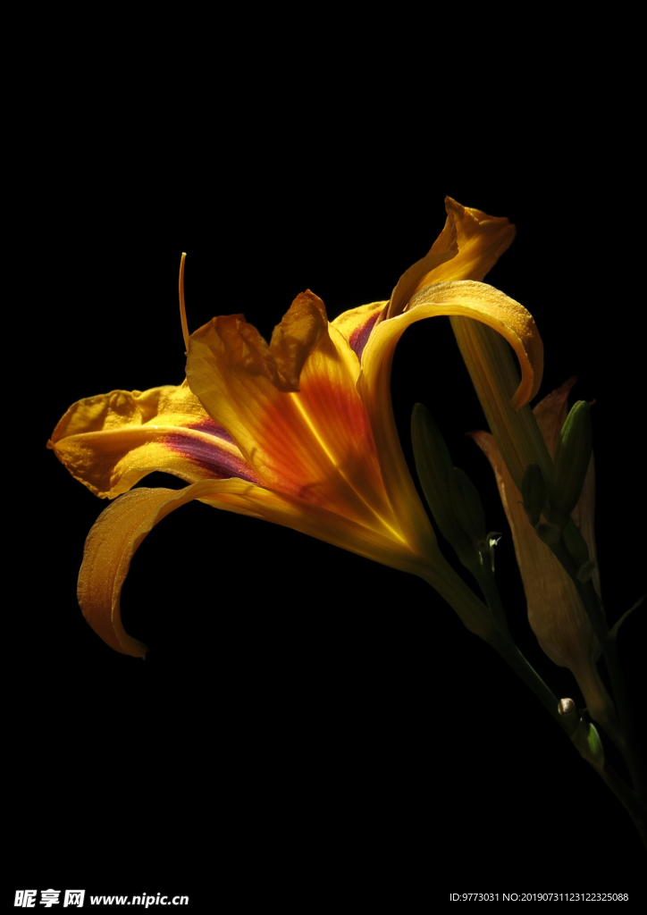 黄花菜