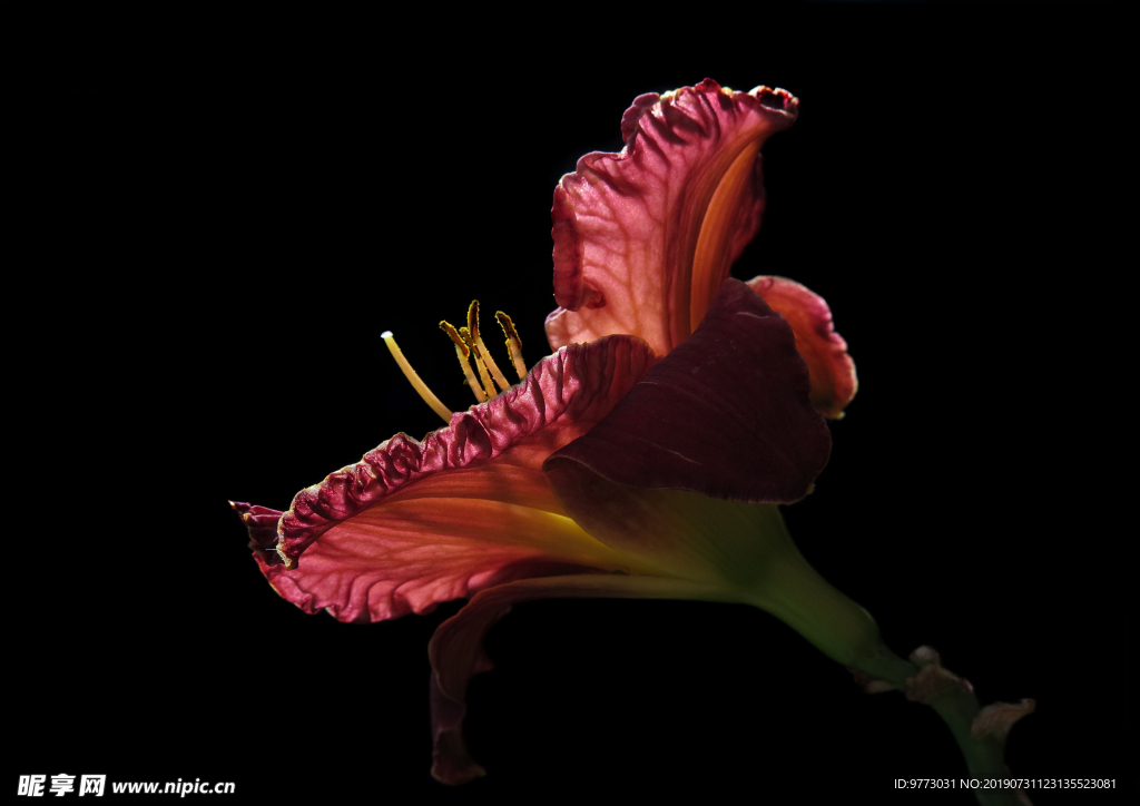 黄花菜