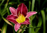 黄花菜