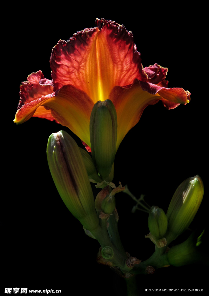 黄花菜