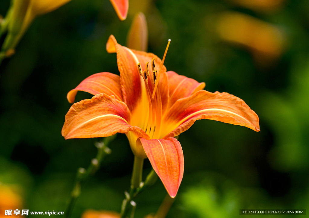 黄花菜