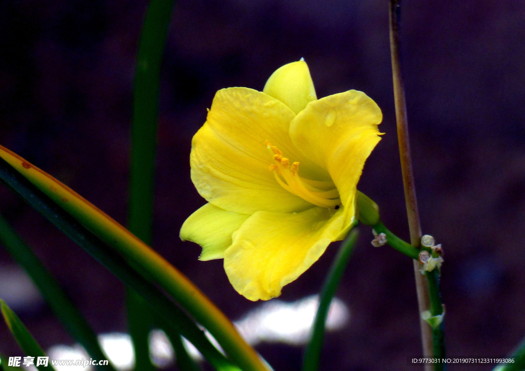 黄花菜