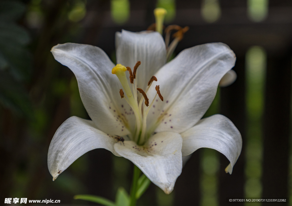 黄花菜