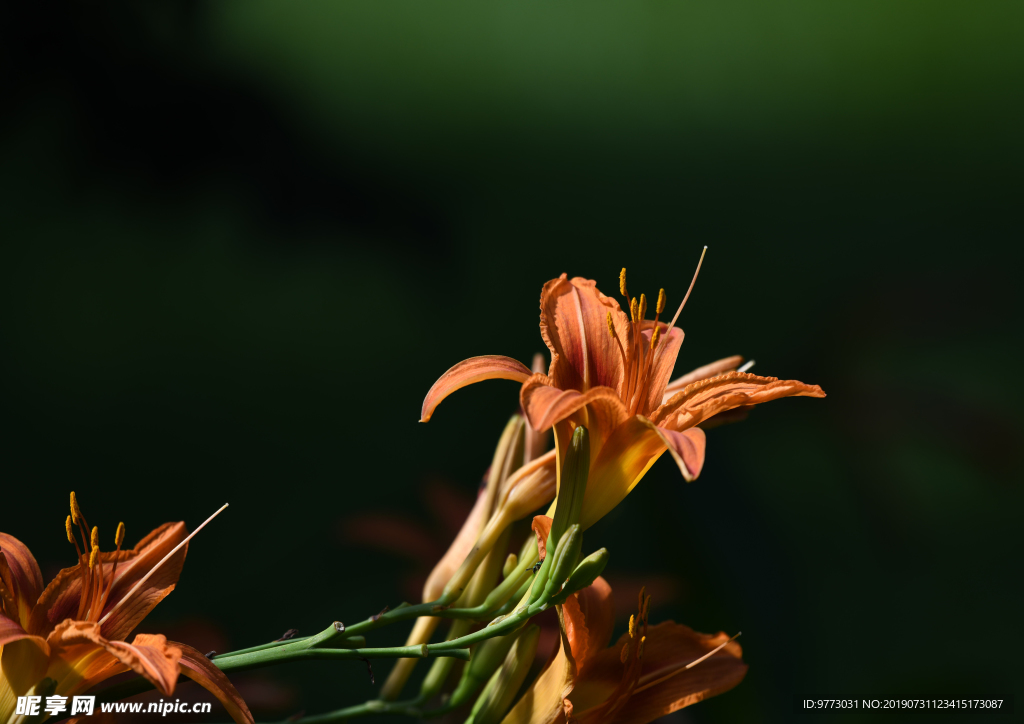 黄花菜