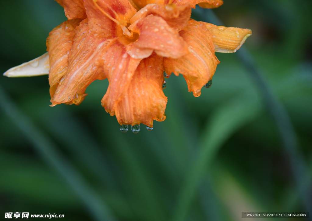 黄花菜