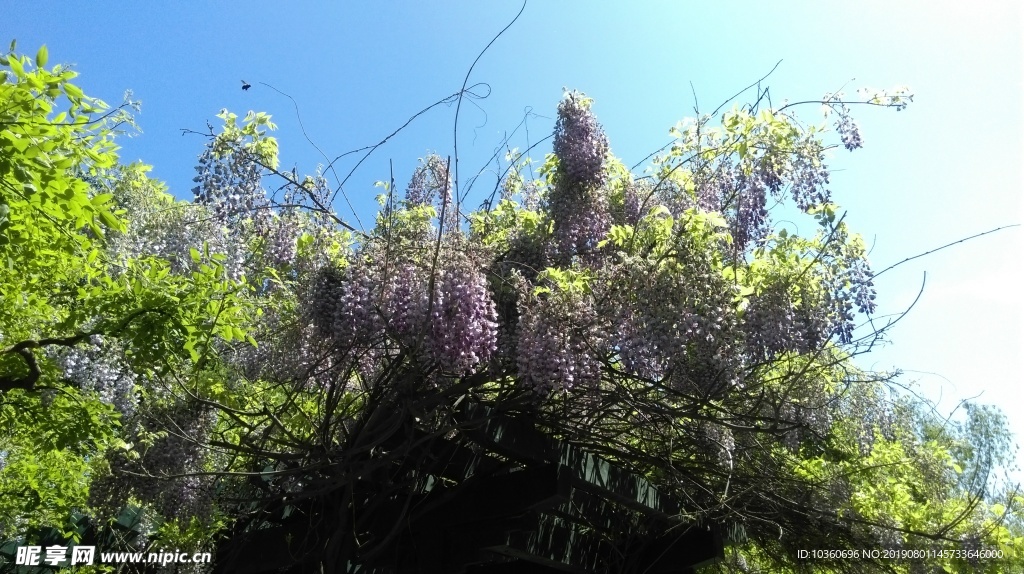 天空下的紫藤花