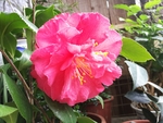山茶花