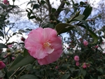 山茶花