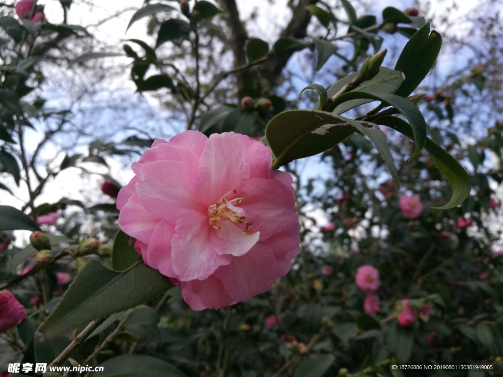 山茶花