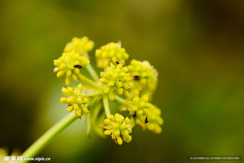 花 射干