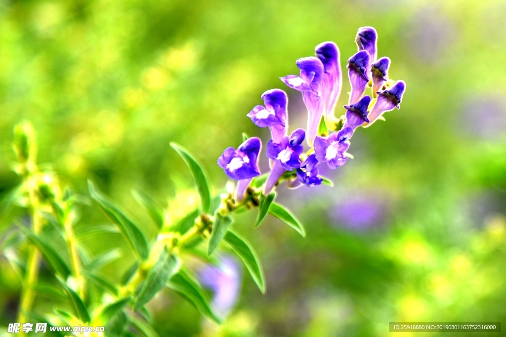 黄芩 花