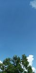 蓝天白云树叶照片 手机拍摄10