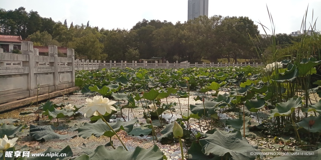 荷叶荷花池塘风景远景广角