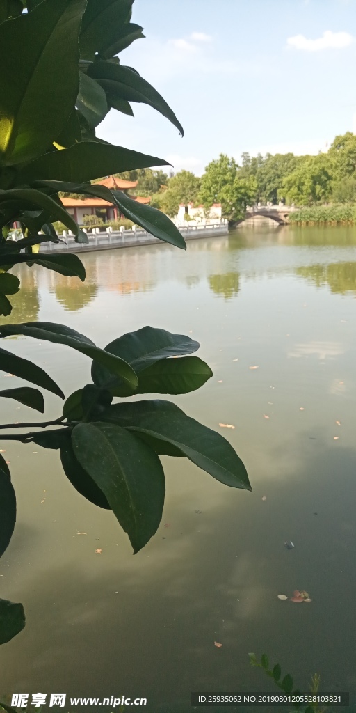 池塘树叶风景水天树叶一体