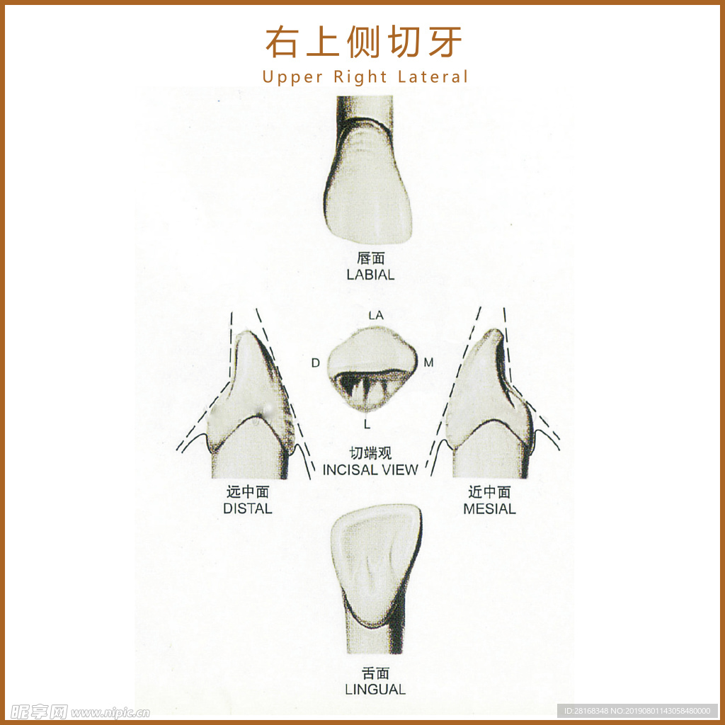 牙齿解剖图