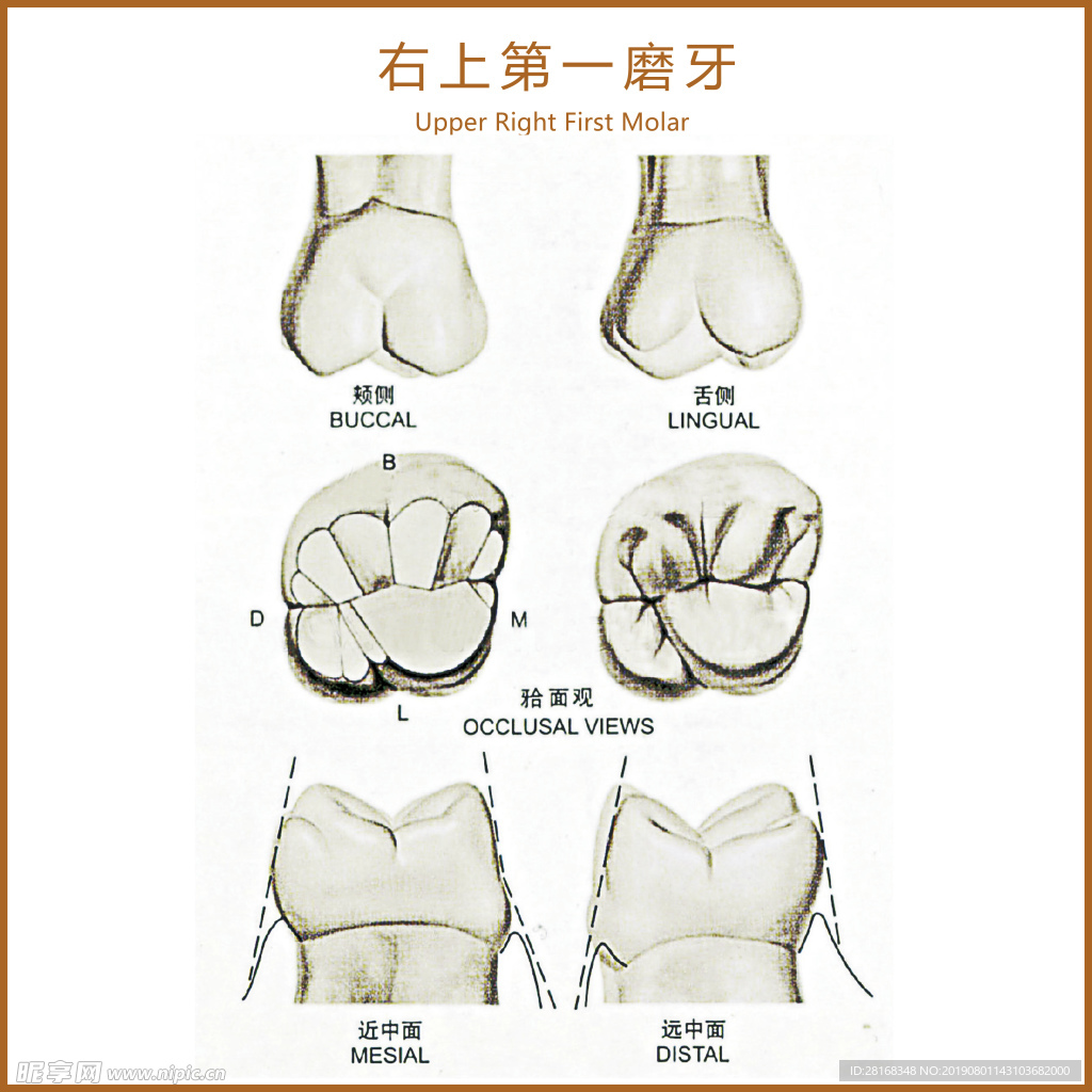 右上第一磨牙