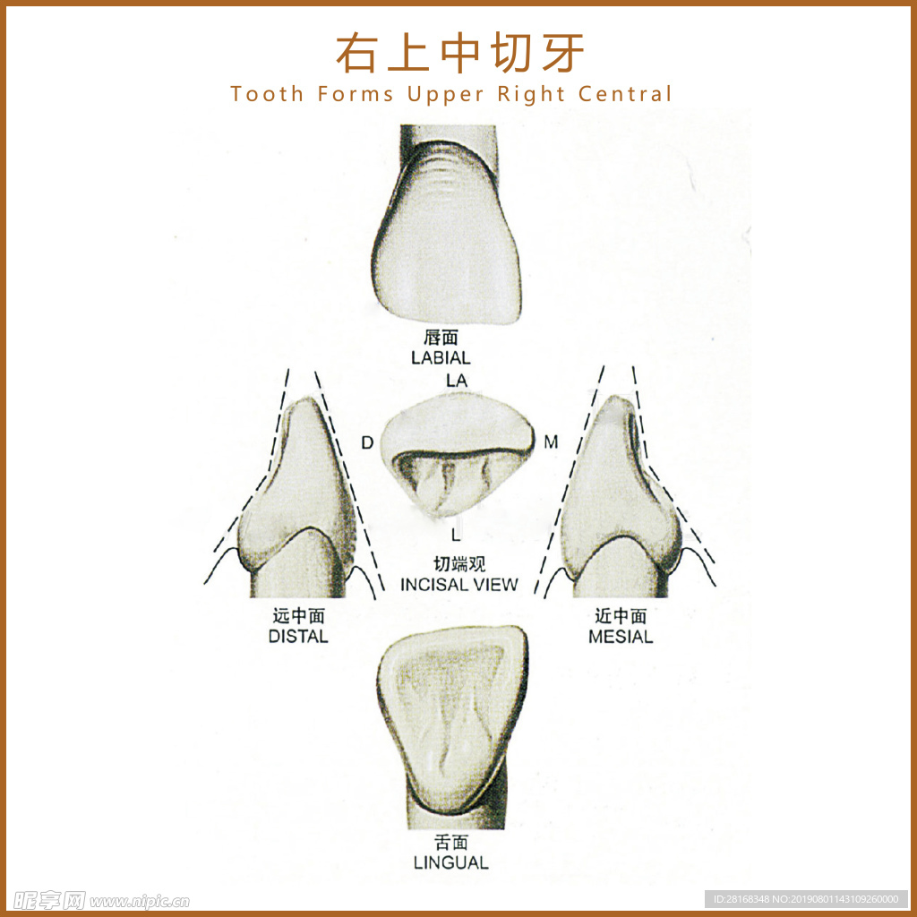 右上中切牙